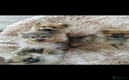 Pomeranian dogs for sale: Fluffy pomeranian looking new home - Image 3