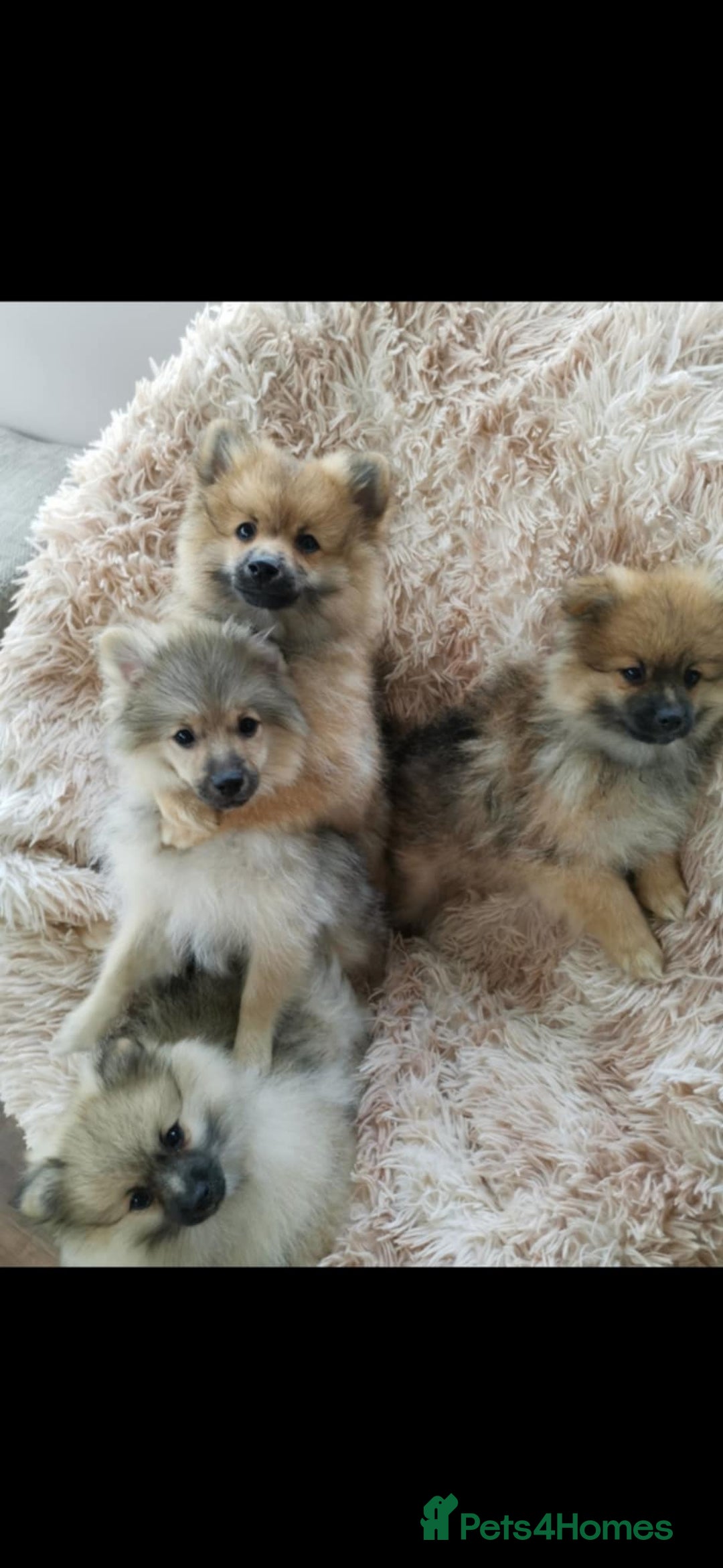 Pomeranian dogs for sale: Fluffy pomeranian looking new home - Image 3