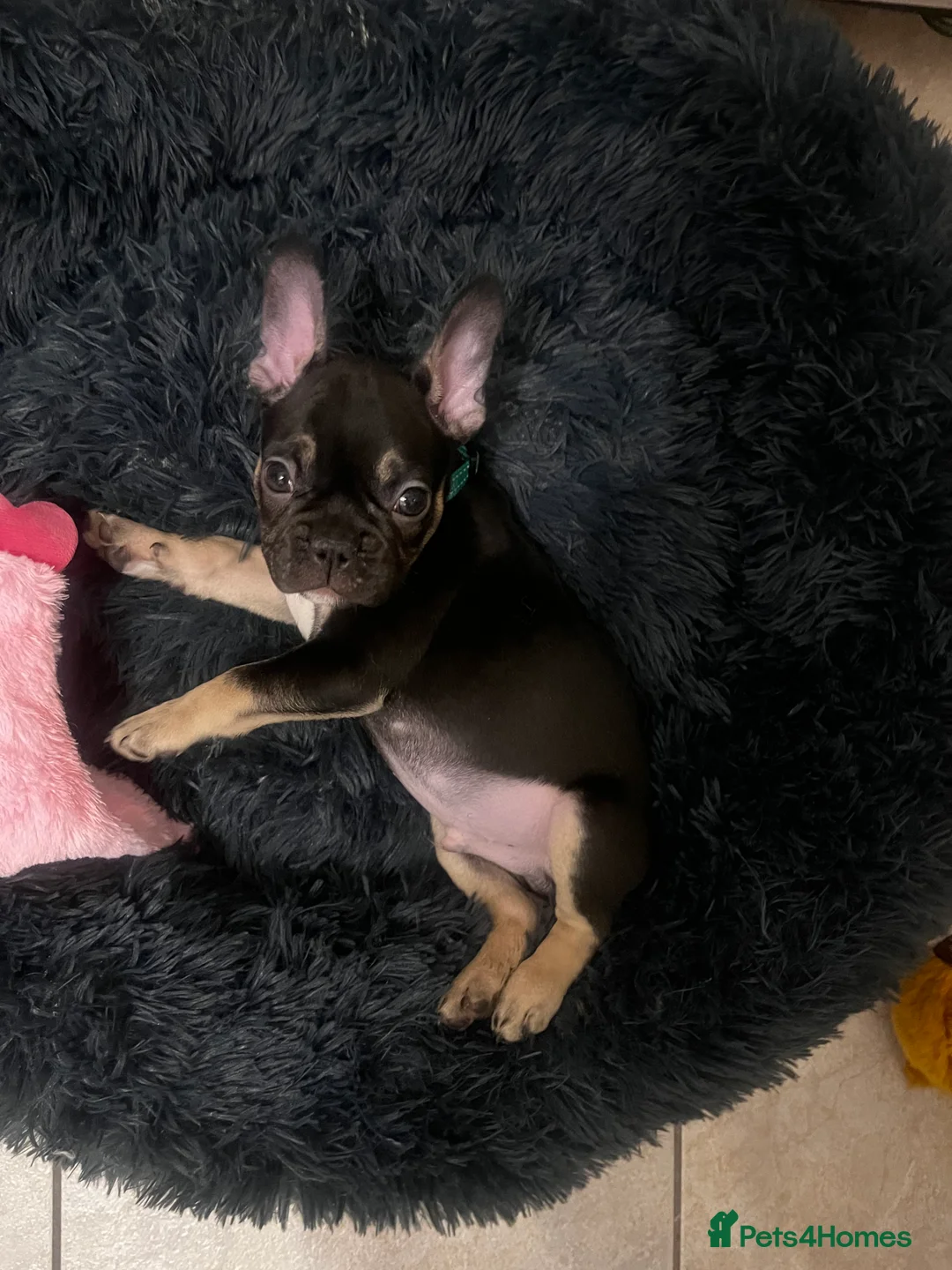 French Bulldog dogs for sale: 12 week old French bulldog male - Advert 5