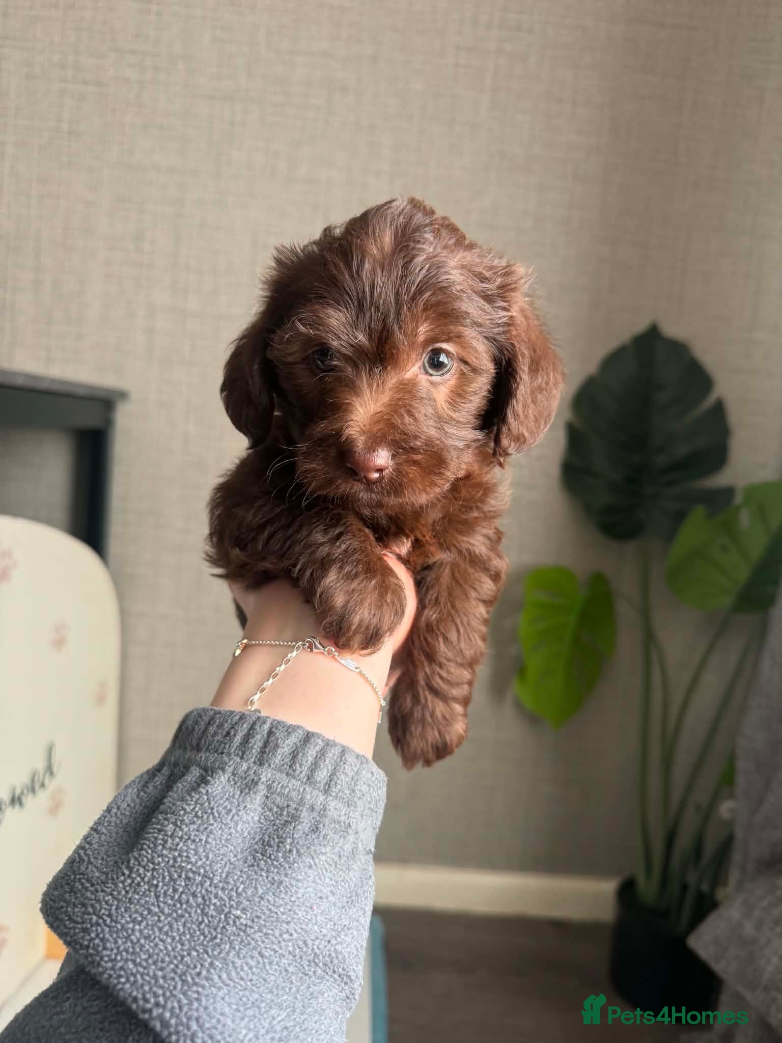 Doxiepoo dogs Doxiepoo puppies - Advert 3