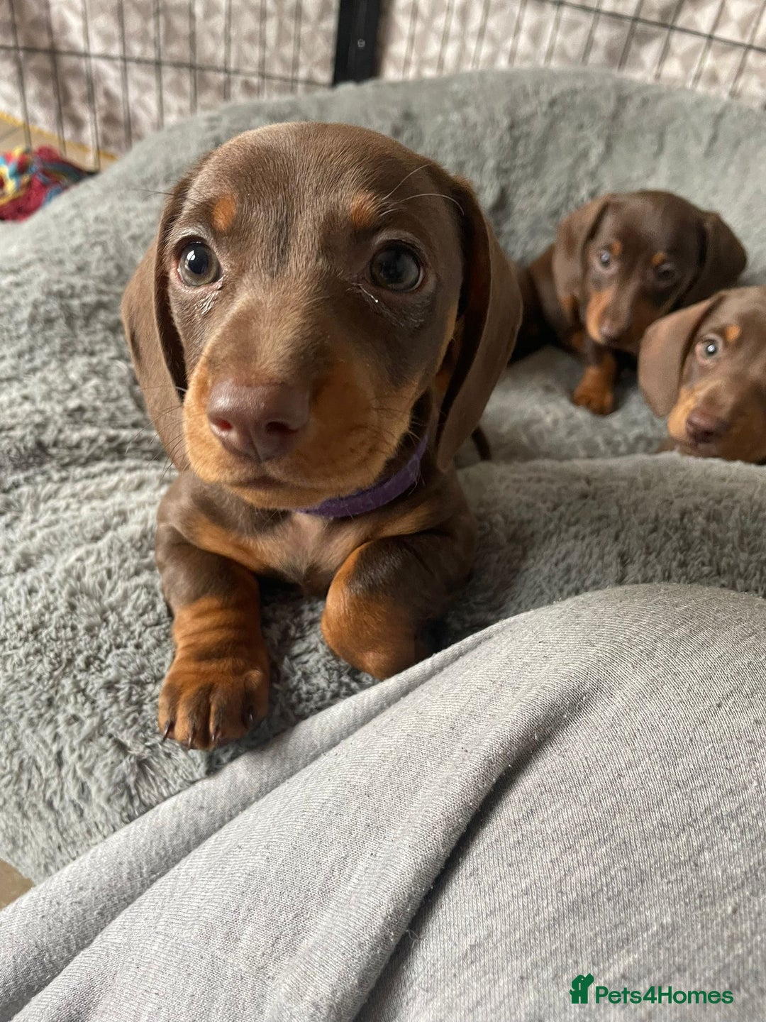 Dachshund dogs for sale: Mini Dachshund (tan brown) - Image 2