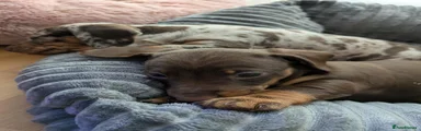 Miniature Dachshund 3