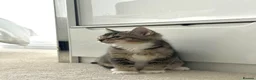 Abyssinian cats for sale: 2/6 LEFT - Abyssinian Tabby Kittens!!! - Advert 4