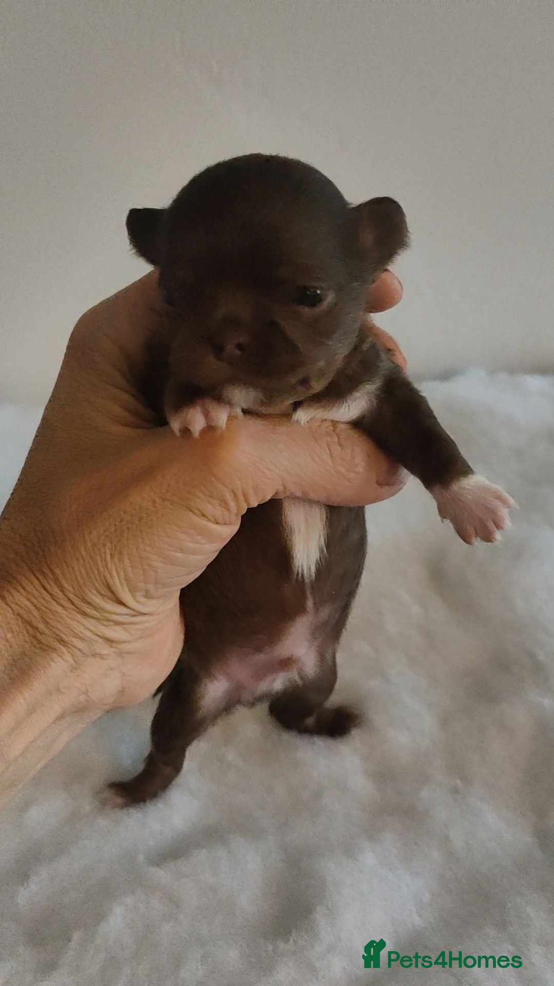 Chihuahua dogs Three stunning long coat puppies  - Advert 2