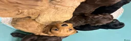 Cockapoo dogs for sale: Gorgeous cockatoo puppies  - Advert 9