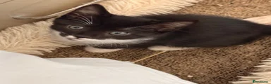 Rico