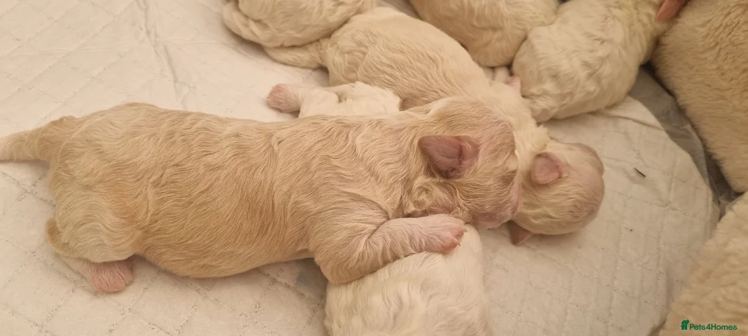 Bichon Frise dogs for sale: Bichon maltese for sale. - Advert 2