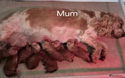 Cockapoo dogs for sale: QUALITY F1 COCKAPOOS - Image 11