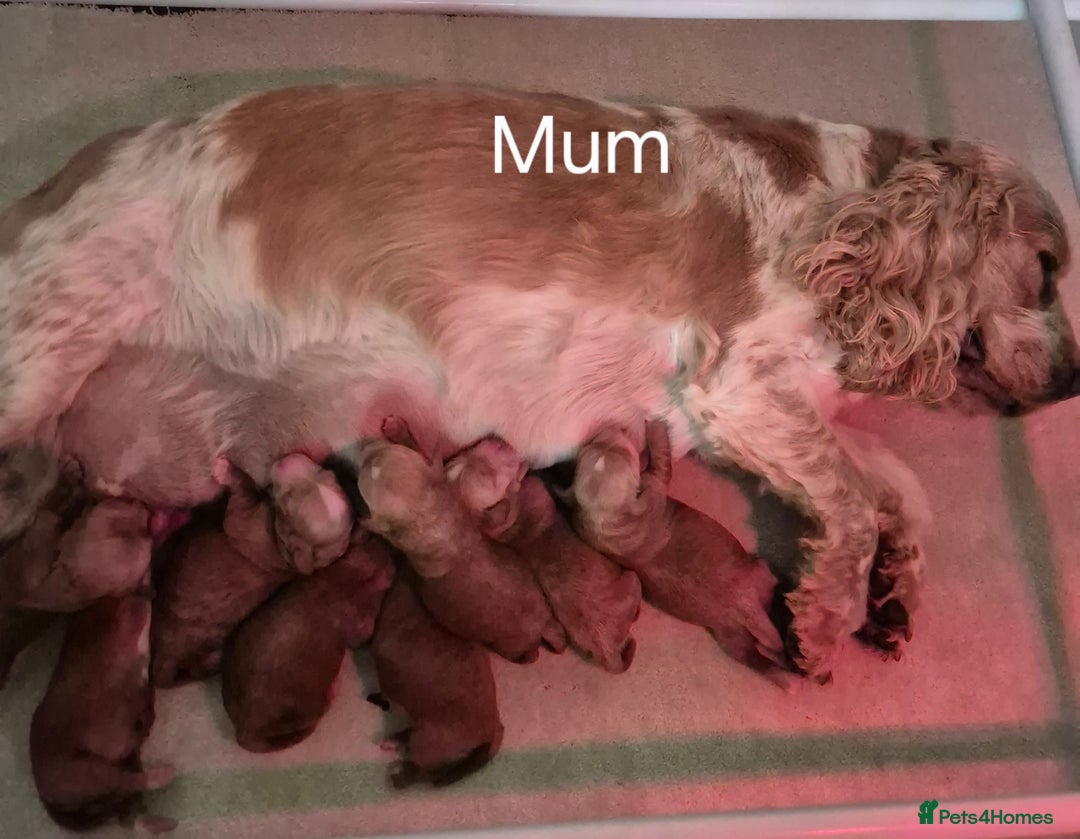 Cockapoo dogs for sale: QUALITY F1 COCKAPOOS - Image 11