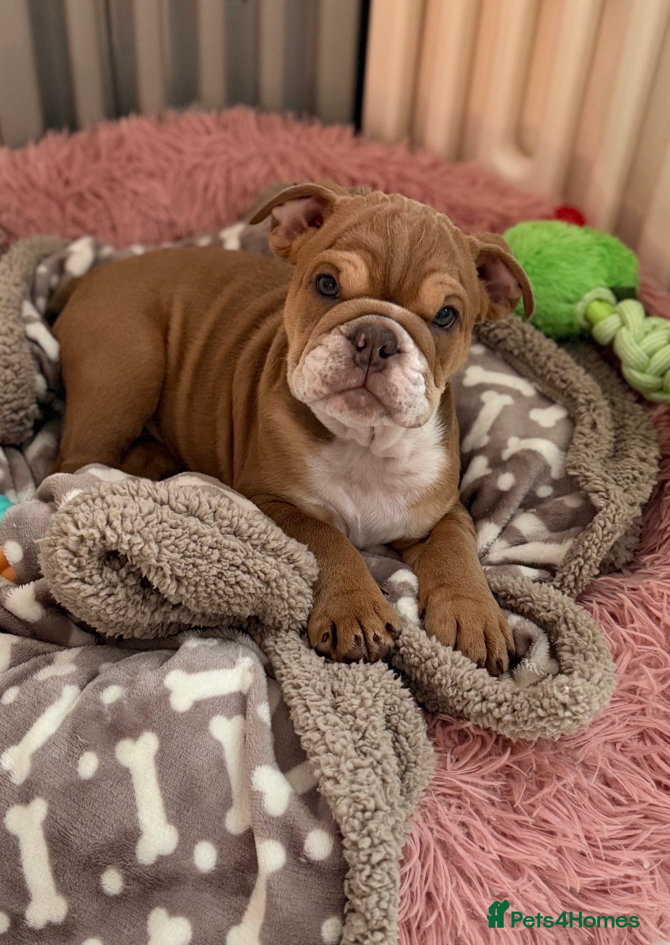 English Bulldog dogs English Bulldog Puppy  - Advert 1