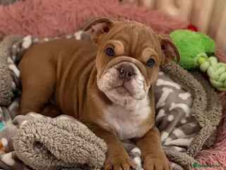 English Bulldog dogs English Bulldog Puppy - Advert 3