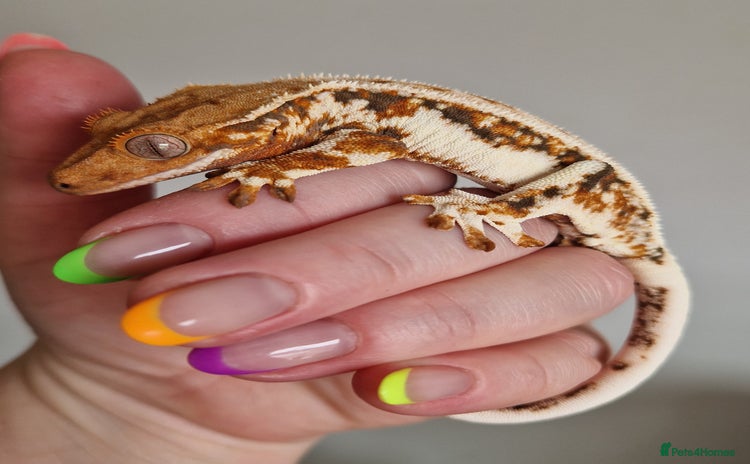 Gecko reptiles - Advert 1
