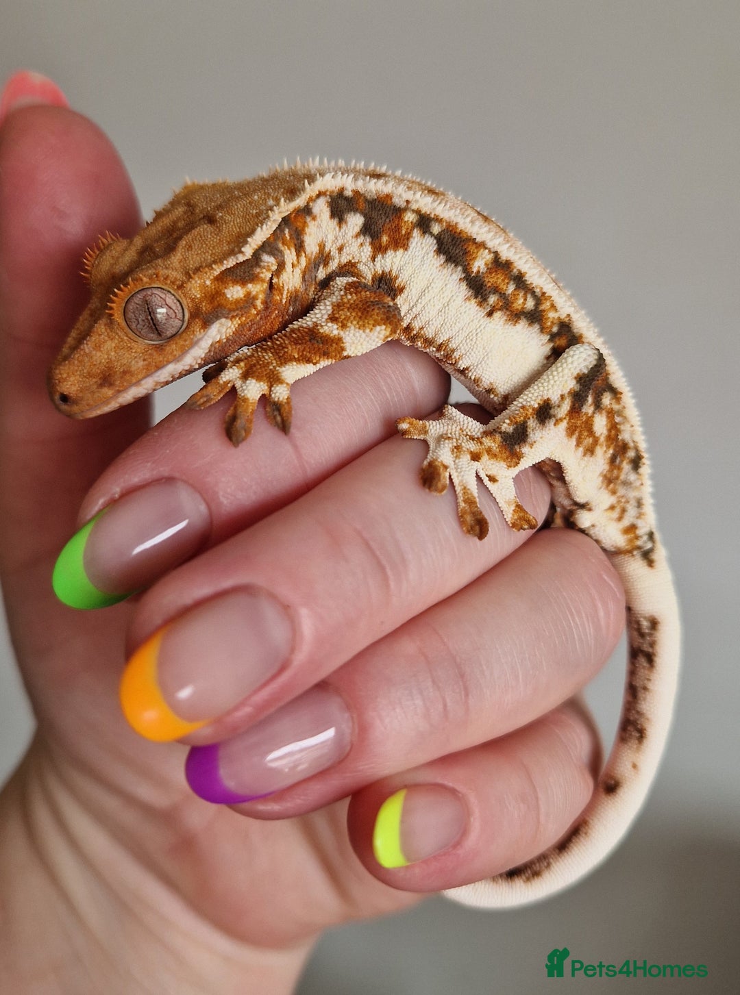 Gecko reptiles for sale: lily white crested geckos for sale - Image 1