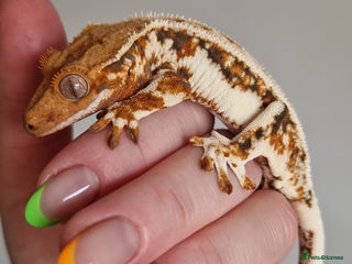 Gecko reptiles lily white crested geckos for sale - Advert 11