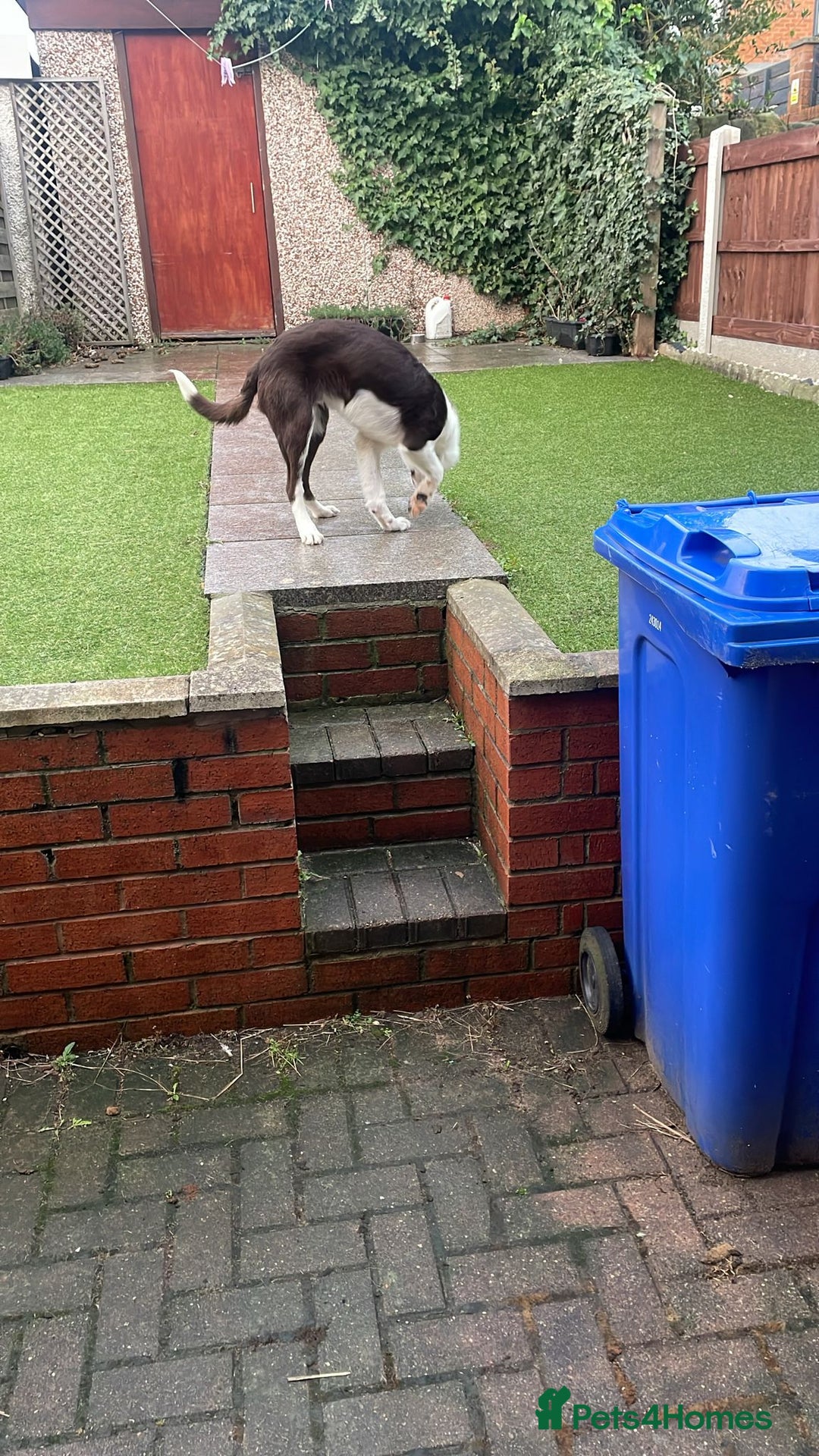 Border Collie dogs for sale: George - Image 2