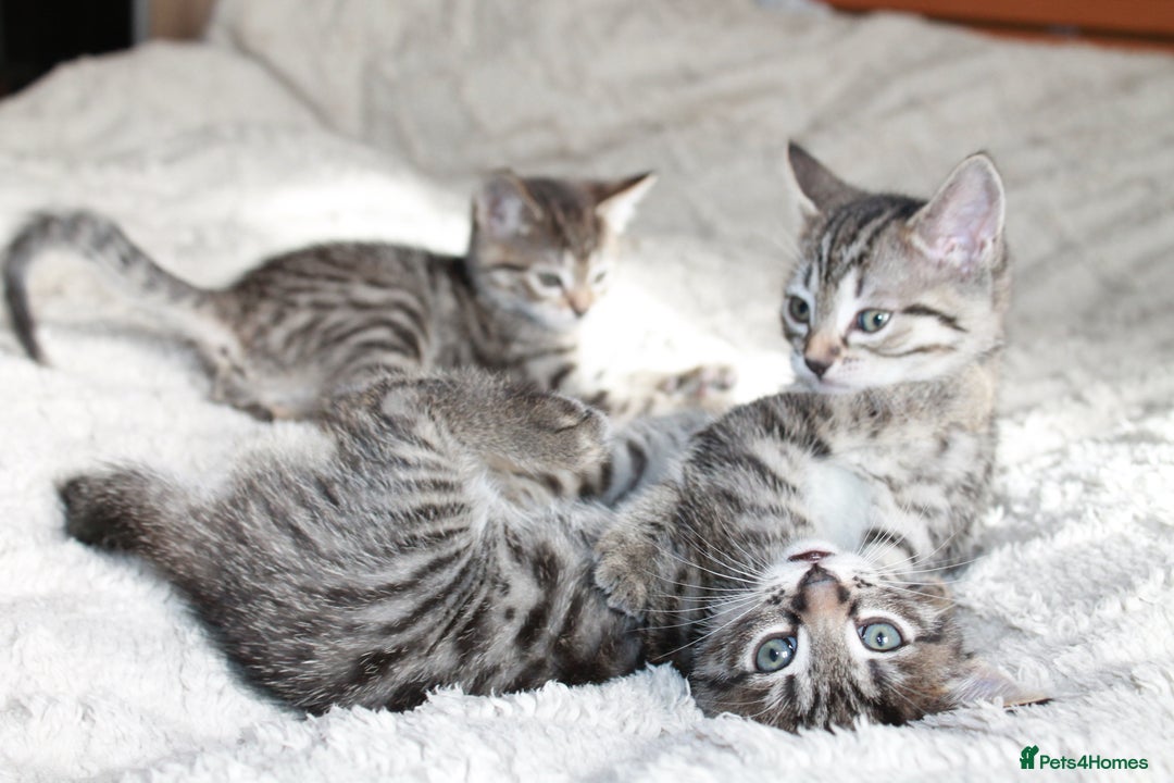 Bengal cats for sale: Adorable, affectionate, so cute kittens for sale!! - Image 27