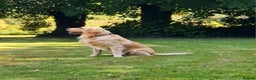 Golden Retriever dogs for sale: 2 year old kc registered male  - Advert 11
