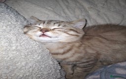 British Shorthair cats for sale: Pedigree British Blue and Tabby Shorthair Kittens - Image 10