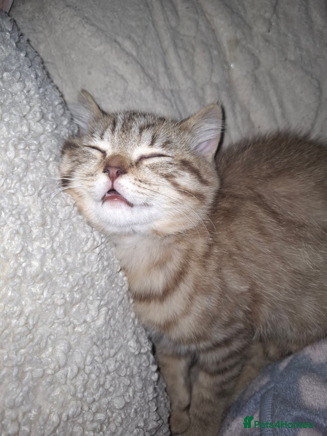 British Shorthair cats for sale: Pedigree British Blue and Tabby Shorthair Kittens - Image 10