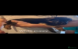 German Shepherd dogs for sale: Exceptional German shepherd puppies  - Image 27