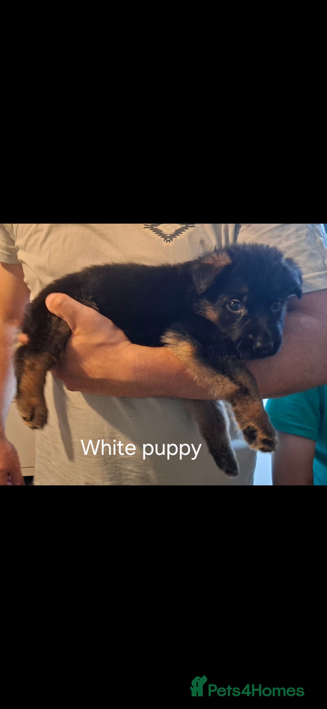 German Shepherd dogs for sale: Exceptional German shepherd puppies  - Image 27