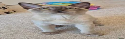 Burmese cats for sale: Purebred Burmese female 6mc, GCCF, TICA registered - Advert 2