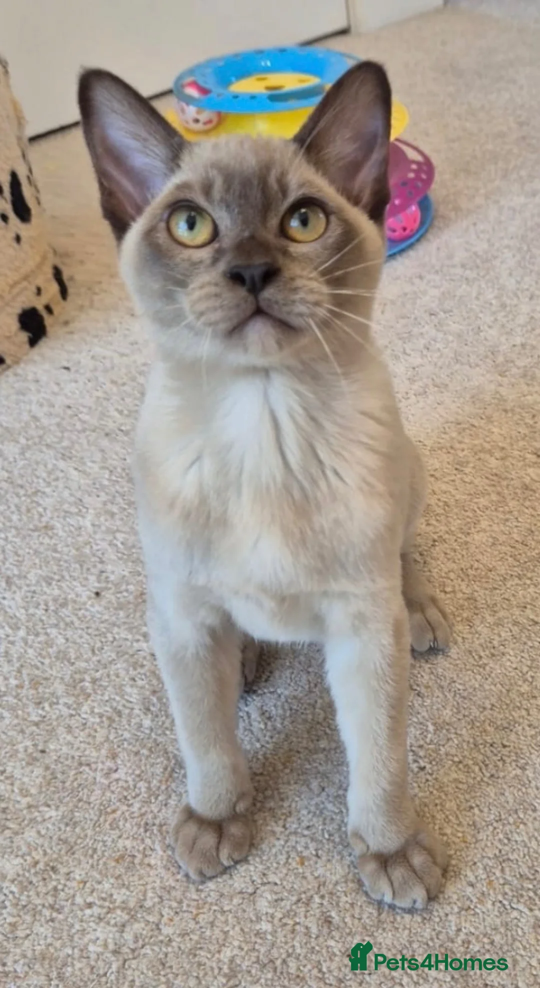 Burmese cats for sale: Purebred Burmese female 6mc, GCCF, TICA registered - Advert 2