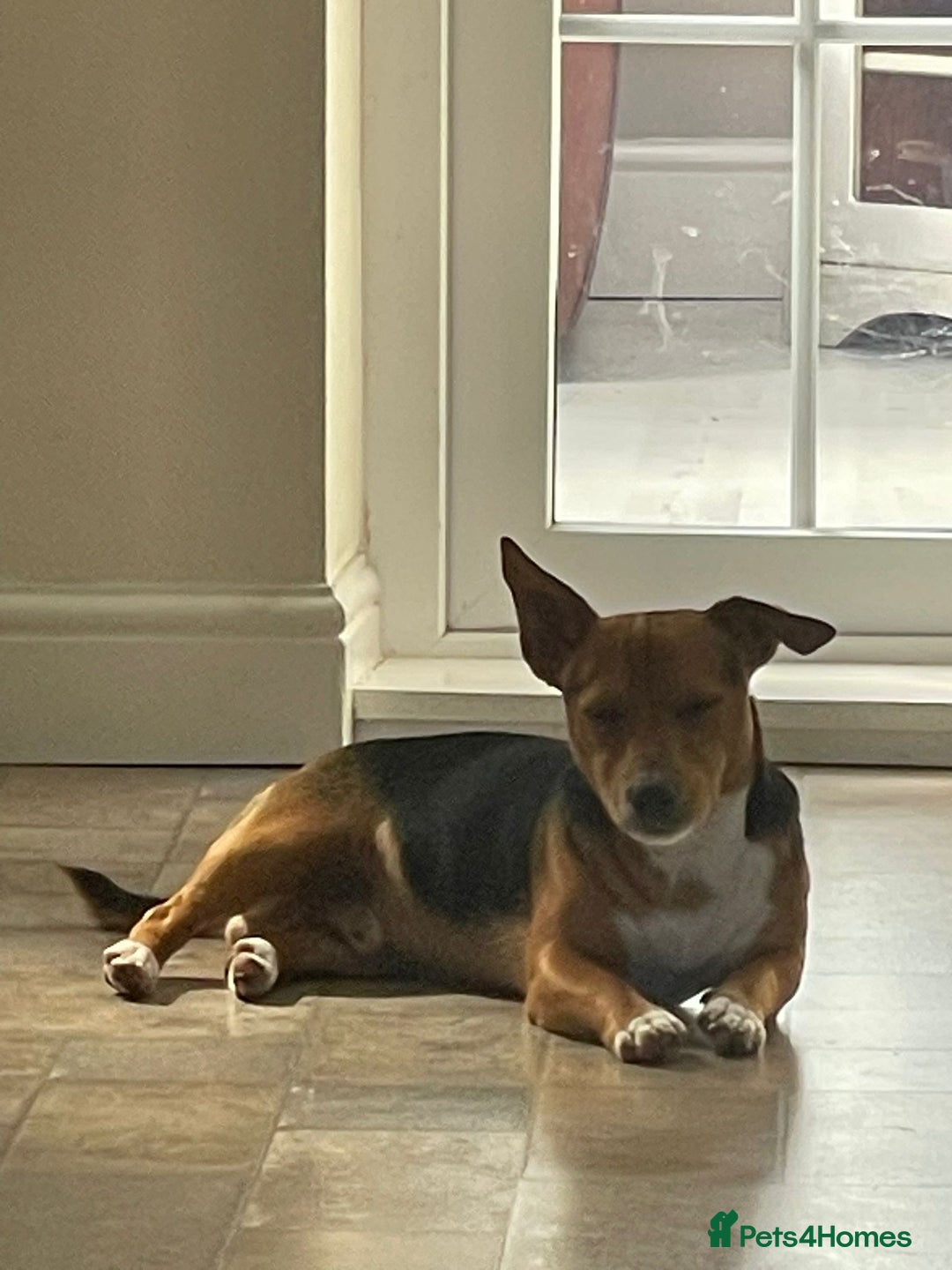 Jack Russell dogs for stud: Vinny- miniature jack Russell for stud  - Advert 6