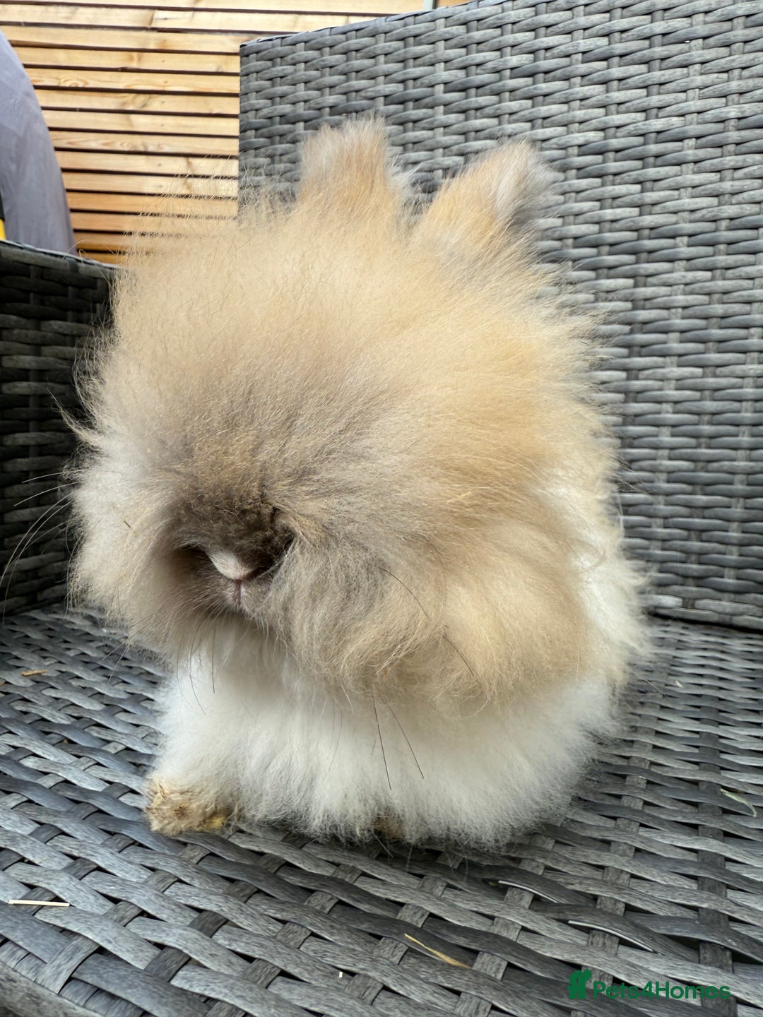 Angora rabbits for sale: English Angora Babies  - Advert 5