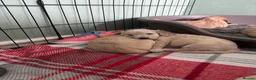 Cockapoo dogs for sale: Male cockapoo pup in Ballymena - Advert 4