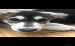 Siberian Husky dogs for sale: Lovely husky puppies, ready for new homes on 25/8 - Image 26