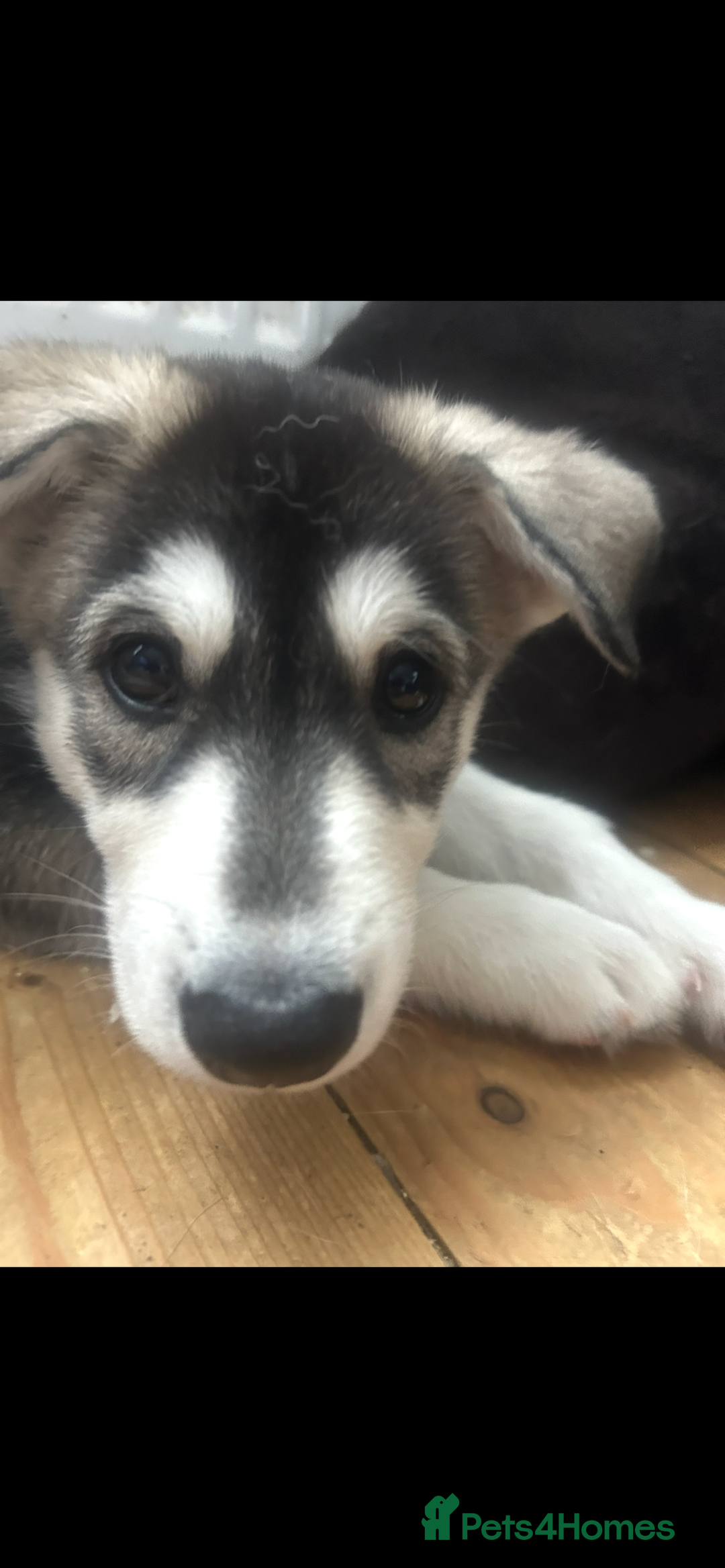Siberian Husky dogs for sale: Lovely husky puppies, ready for new homes on 25/8 - Image 26