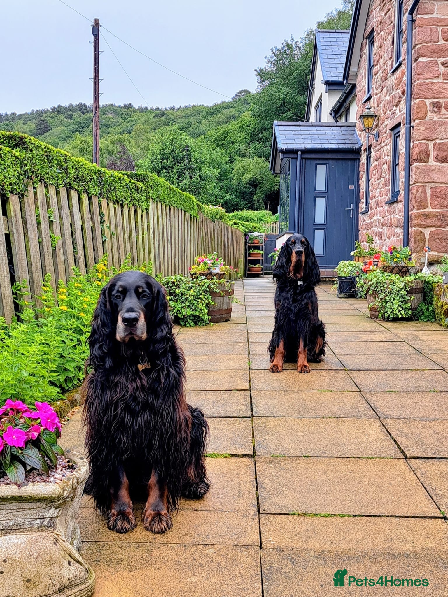 Gordon Setter dogs 2 Gordon setters for new loving home - Advert 5