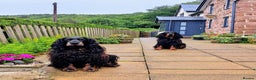 Gordon Setter dogs for sale: 2 Gordon setters for new loving home - Advert 1