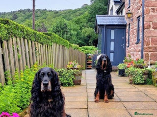 Gordon Setter dogs 2 Gordon setters for new loving home - Advert 9