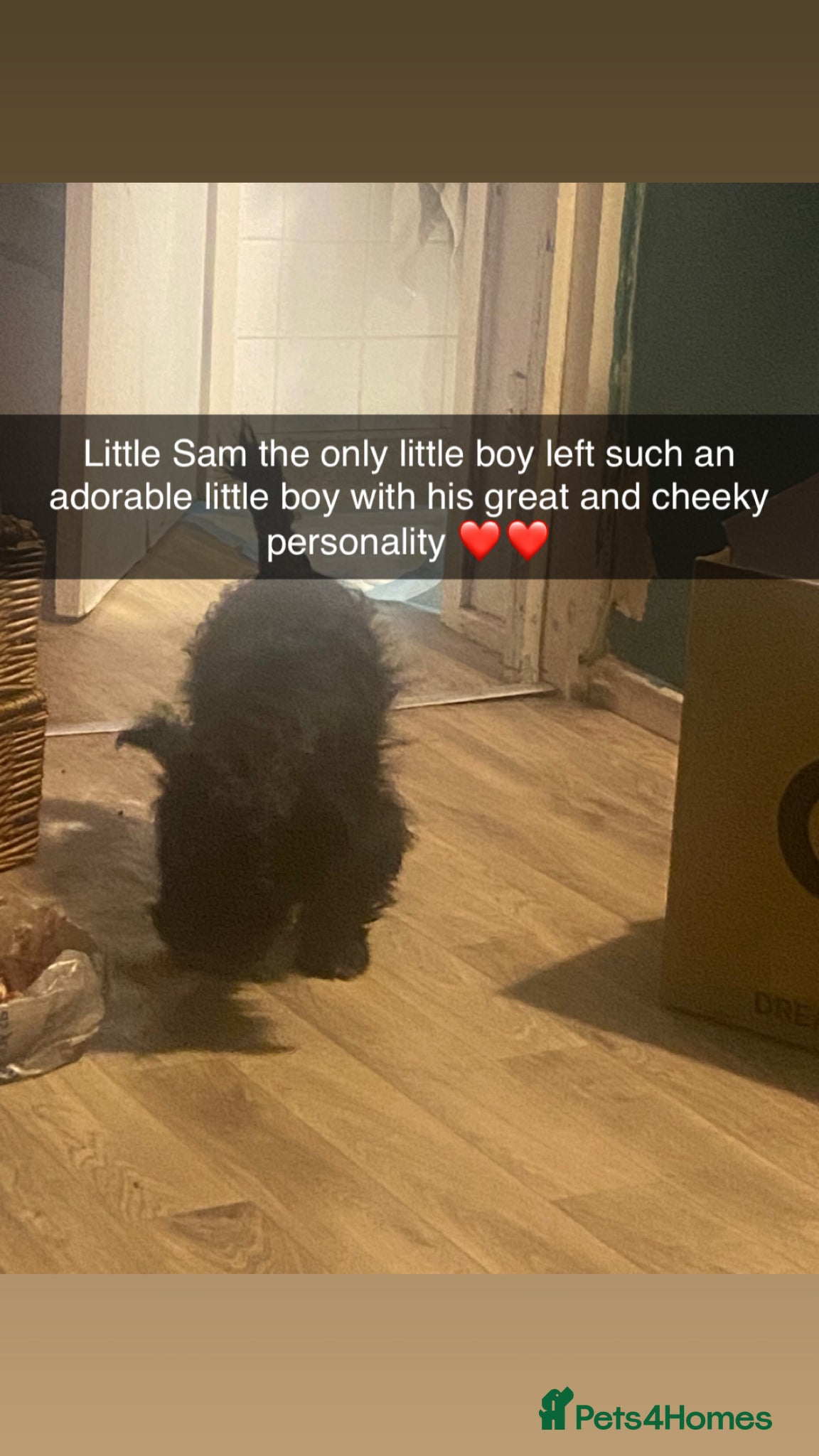 Mixed Breed dogs Maltipom puppies open to offers on price  - Advert 14