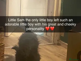 Mixed Breed dogs Maltipom puppies open to offers on price - Advert 14