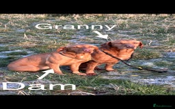 Labrador Retriever dogs for sale: Yellow/red Labrador puppies  - Image 18