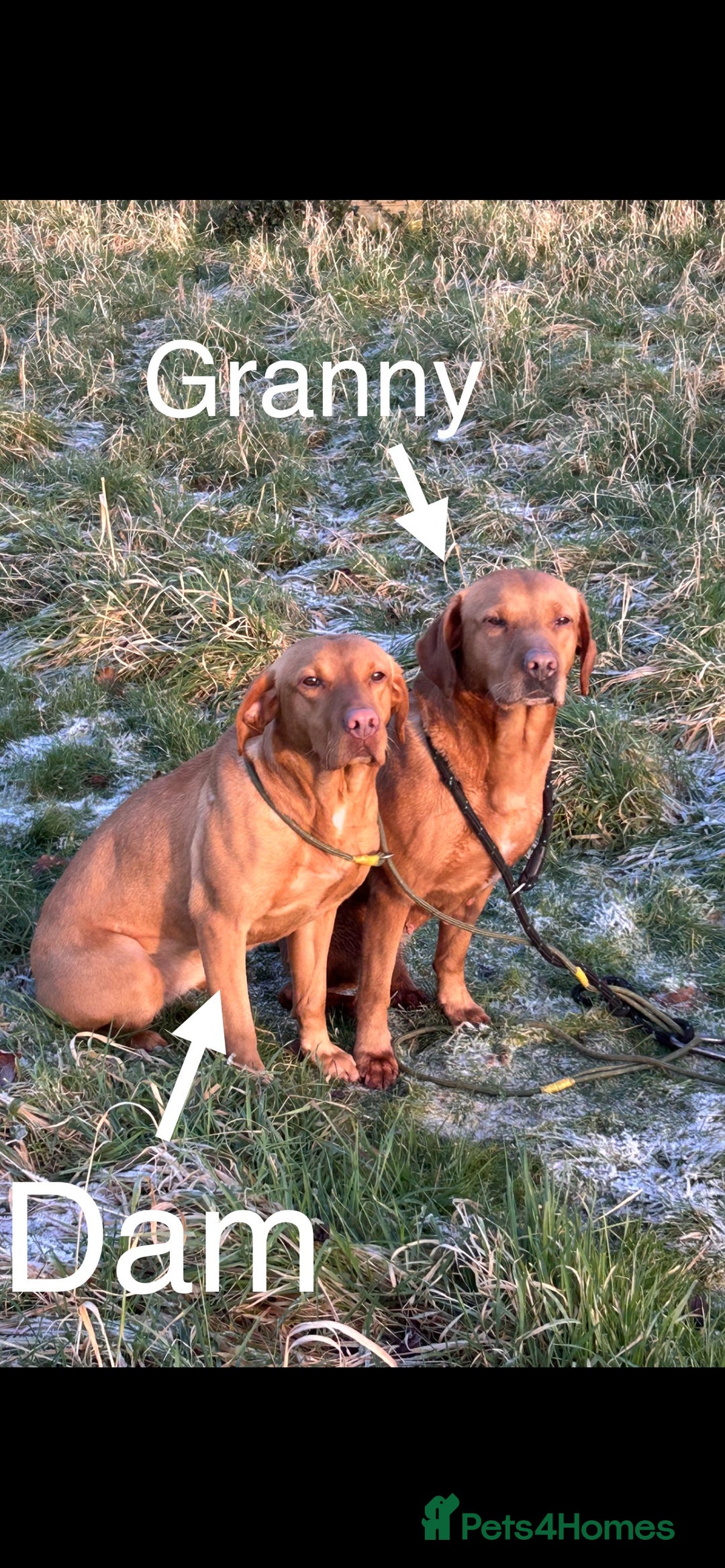 Labrador Retriever dogs for sale: Yellow/red Labrador puppies  - Image 18