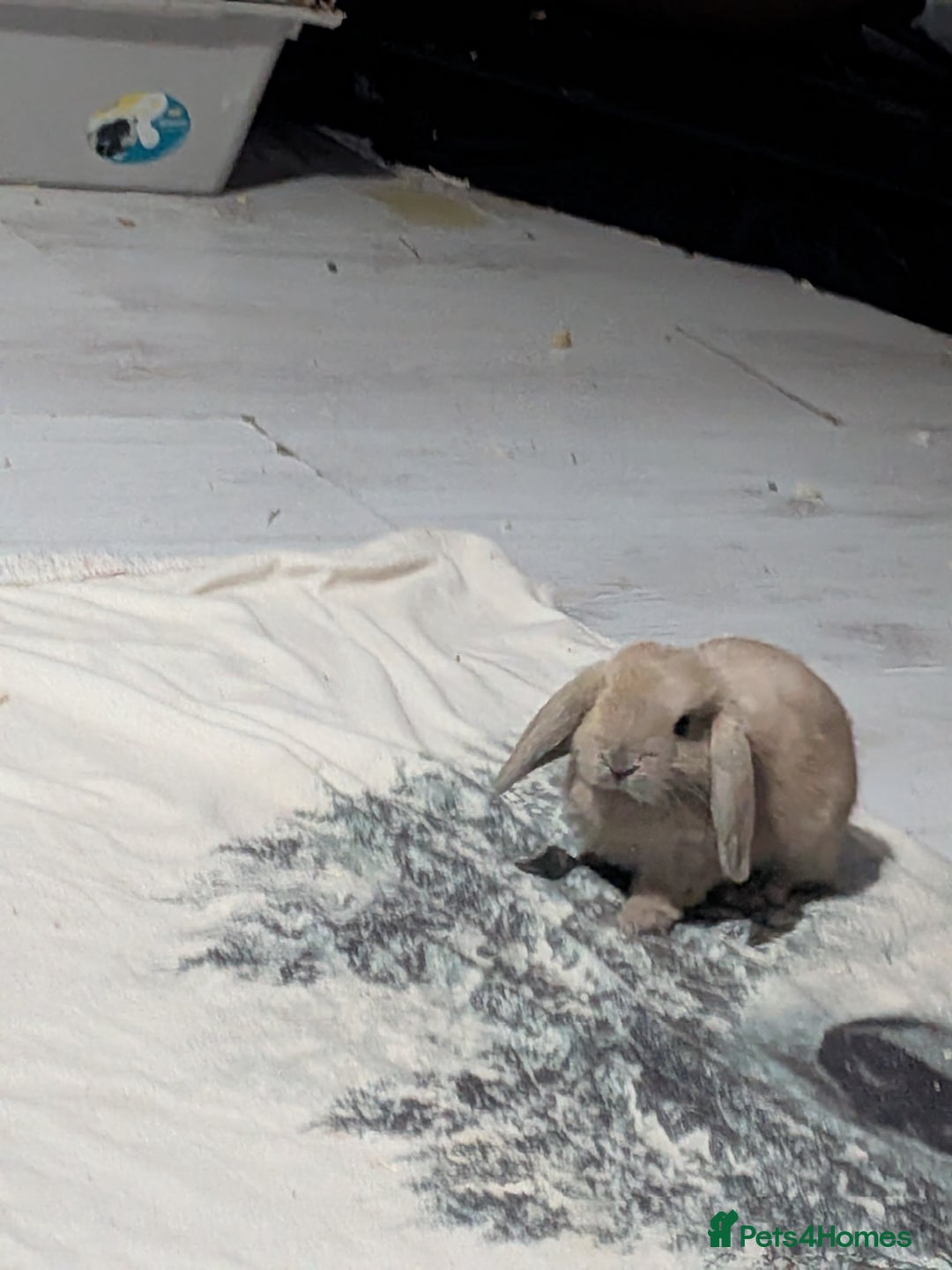 Mini Lop rabbits for sale: Baby mini lops ready for their forever homes - Advert 8