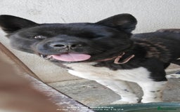 Akita dogs for adoption: 🐾 Aiko – one-eyed Akita with a heart of gold 🐾 - Image 3