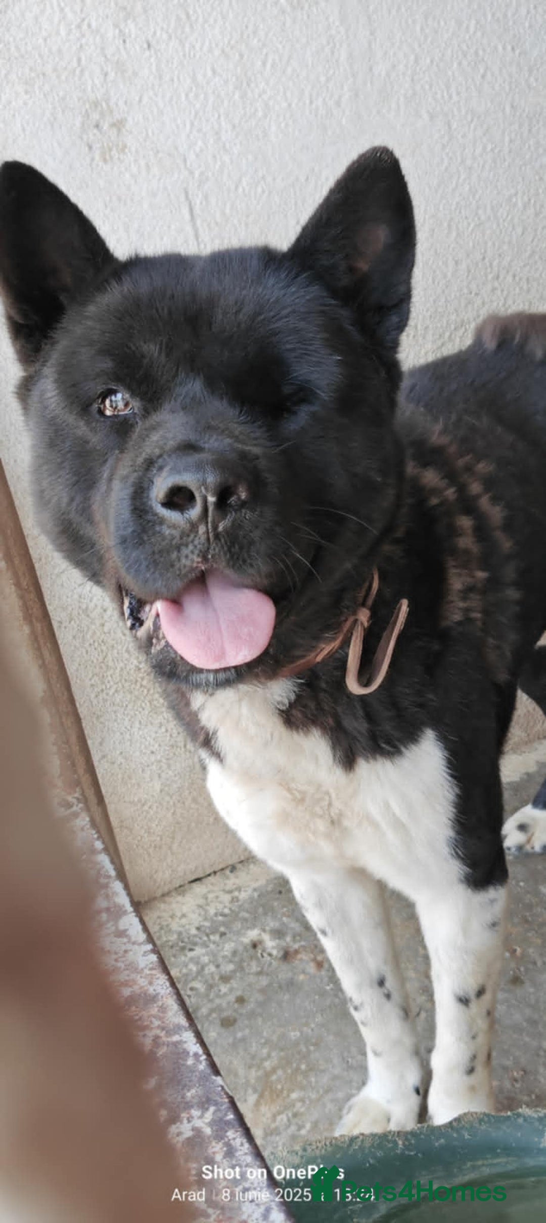 Akita dogs for adoption: 🐾 Aiko – one-eyed Akita with a heart of gold 🐾 - Image 3