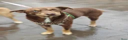 Mixed Breed dogs for adoption: 💙🐶 KAI & ❤️🐶 GERDA– LIKE IN A FAIRY TALE in Burton-on-Trent - Advert 21