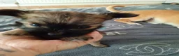 Mixed Breed dogs for sale: Chockie  - Advert 8