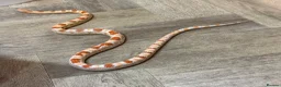 Corn Snake reptiles for sale: Okeetee Male Corn Snake  in Waltham Abbey - Advert 3