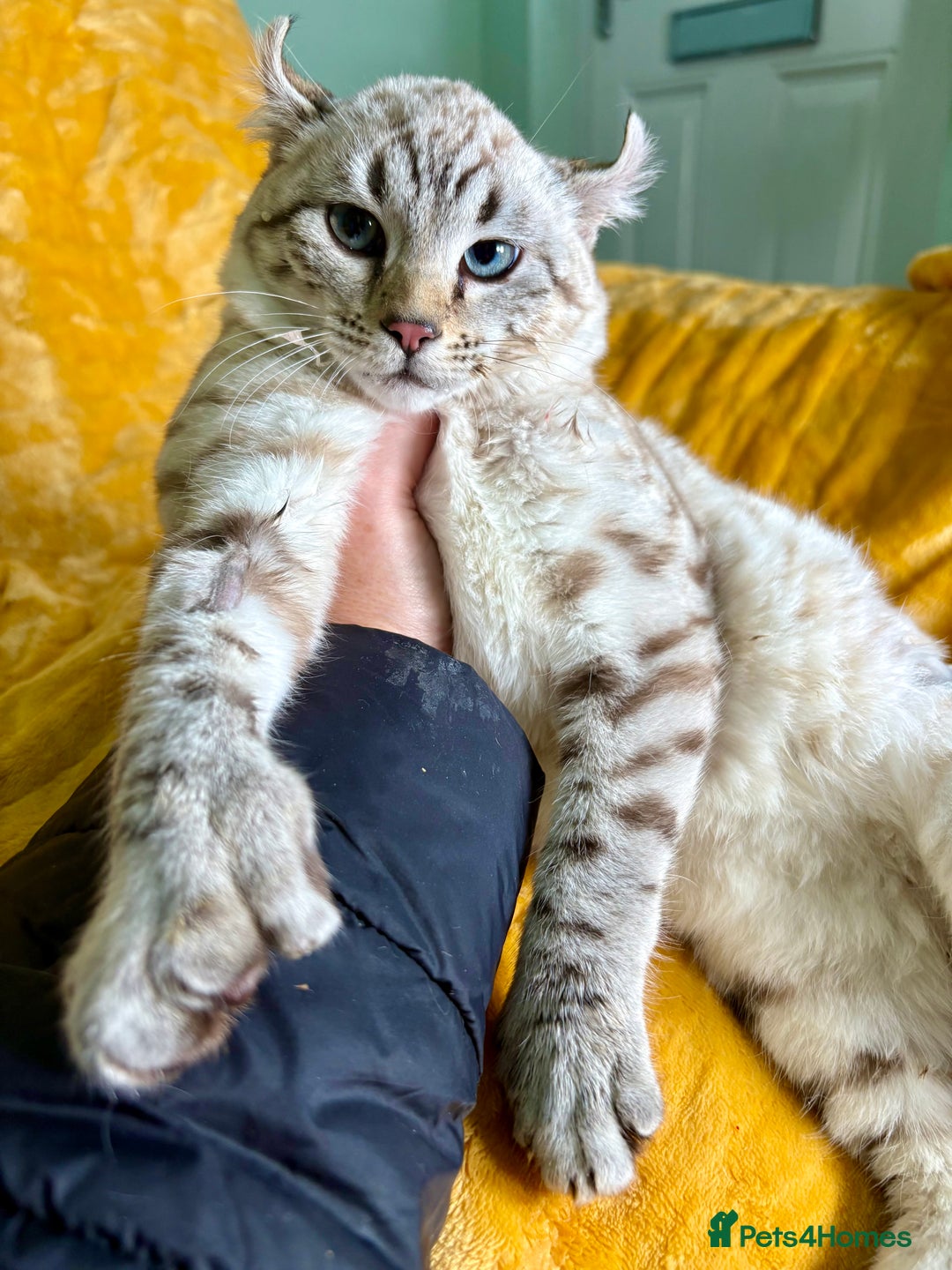 Keetso cats for sale: Super wild looking poly curled eared leopard  - Advert 2