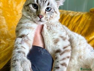 Keetso cats Super wild looking poly curled eared leopard - Advert 17