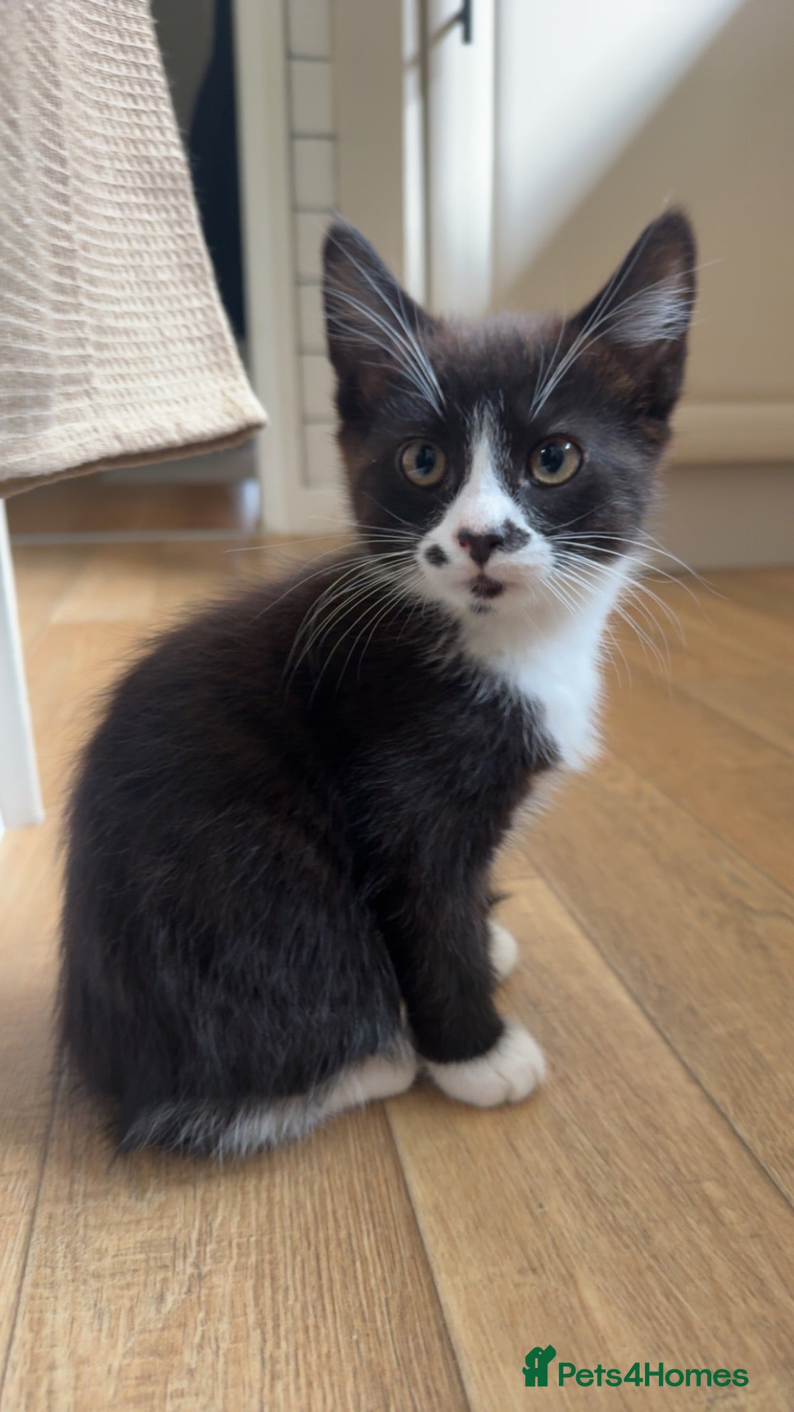 Mixed Breed cats 16 week old kitten  - Advert 1