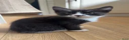 Mixed Breed cats for sale: 16 week old kitten  - Advert 1