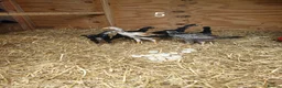 Chickens poultry for sale: Shamo , Brazilian,  aseel  - Advert 9